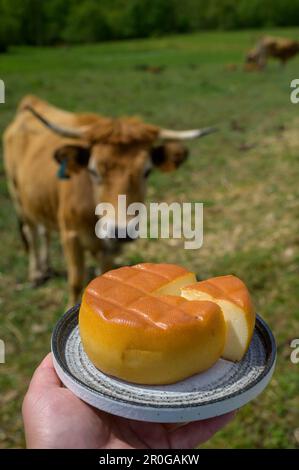 Spanischer geräucherter Hartkäse aus Pria, der von ländlichen Milchbauern in Asturien, Spanien, aus pasteurisierter Kuhmilch oder mit Ziegen- oder Schafsmilch hergestellt wird Stockfoto