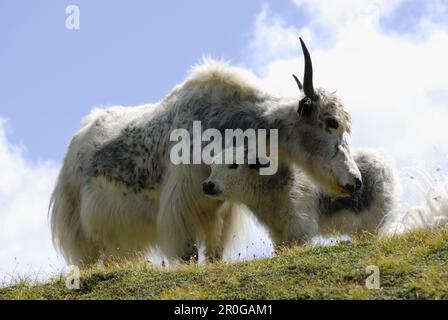 Yak mit Jungtier, Tessiner Alpen, Kanton Tessin, Schweiz Stockfoto