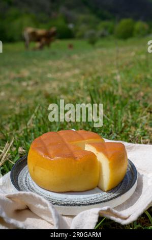 Spanischer geräucherter Hartkäse aus Pria, der von ländlichen Milchbauern in Asturien, Spanien, aus pasteurisierter Kuhmilch oder mit Ziegen- oder Schafsmilch hergestellt wird Stockfoto