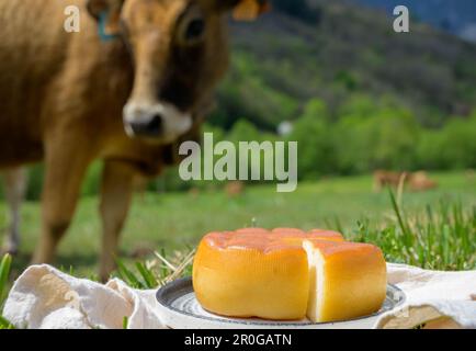 Spanischer geräucherter Hartkäse aus Pria, der von ländlichen Milchbauern in Asturien, Spanien, aus pasteurisierter Kuhmilch oder mit Ziegen- oder Schafsmilch hergestellt wird Stockfoto