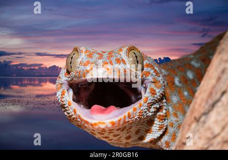 Tokay Gecko, Gekko Gecko, Indonesien, West-Papua, Misool Stockfoto