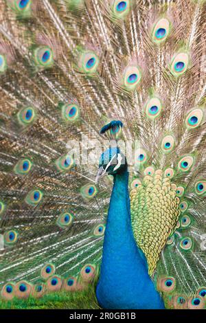 Blue Peafowl, Pavo Christatus, Deutschland, Wildlife Park Poing Stockfoto