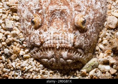 Star Gazer, Uranoscopus scaber, Kroatien, Istrien, Adria, Mittelmeer Stockfoto