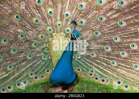 Blue Peafowl, Pavo Christatus, Deutschland, Wildlife Park Poing Stockfoto