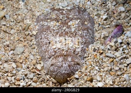 Star Gazer, Uranoscopus scaber, Kroatien, Istrien, Adria, Mittelmeer Stockfoto