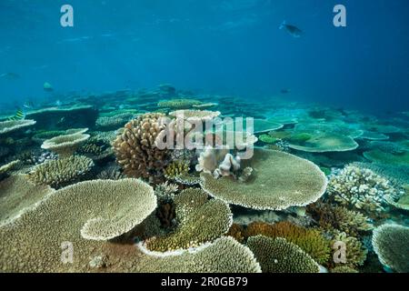 Tafelkorallen auf der Riffspitze, Acropora sp., Malediven, Ellaidhoo House Reef, North Ari Atoll Stockfoto