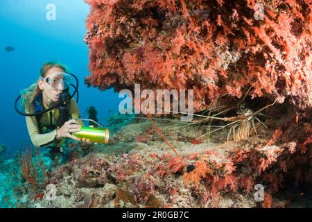 Taucher finden Painted Rock Lobster, Panulirus versicolor, Malediven, Himendhoo Thila, North Ari Atoll Stockfoto