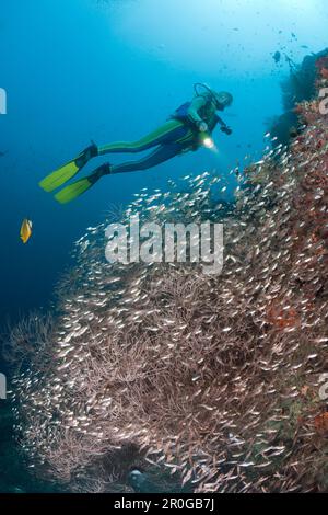 Schwarze Koralle, umgeben von Schweinekehrern, Parapriacanthus sp., Antipathes dichotoma, Malediven, Maya Thila, Nord-Ari-Atoll Stockfoto