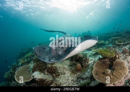 Schwarzfleckenrochen, Taeniura Meyeni, Malediven, Ellaidhoo House Reef, Nord-Ari-Atoll Stockfoto