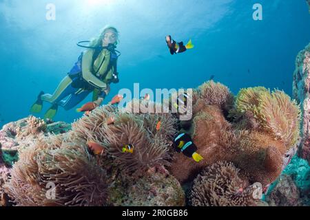 Taucher mit herrlichen Anemonen mit malediven Anemonfischen und Clarks Anemonefischen, Heteractis Magna, Amphiprion Nigripes, Amphiprion clarkii, Maldive Stockfoto