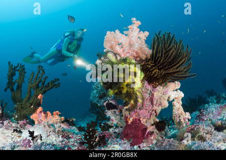 Taucher am Coral Reef, Malediven, Kandooma Thila, South Male Atoll Stockfoto