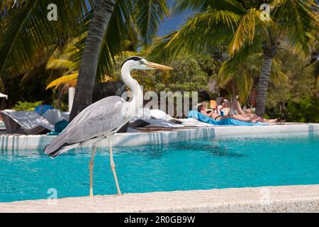 Graureiher am Pool von Maldive Island Kandooma, Ardea Cinera, Malediven, South Male Atoll Stockfoto