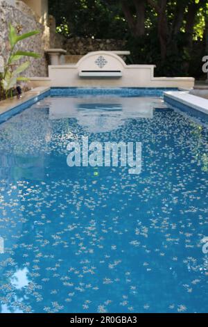 MERIDA, MEXIKO - 30. OKTOBER 2016 Baumblüten treiben auf der Oberfläche eines traditionellen blauen Swimmingpools in einem privaten Garten Stockfoto