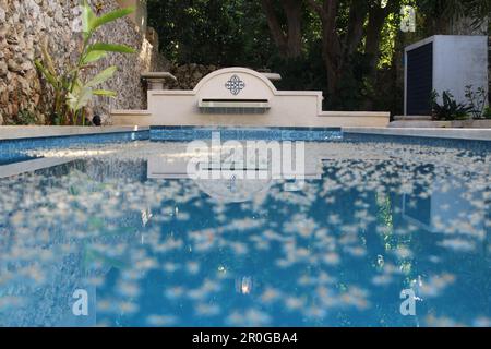 MERIDA, MEXIKO - 30. OKTOBER 2016 Baumblüten treiben auf der Oberfläche eines traditionellen blauen Swimmingpools in einem privaten Garten Stockfoto