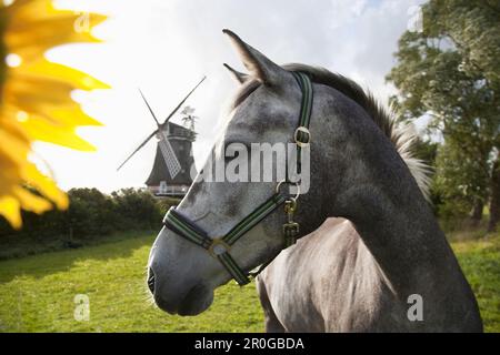 Pferd auf der Weide, Windmühle im Hintergrund, Oldsum, Foehr Insel, Schleswig-Holstein, Deutschland Stockfoto