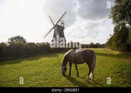 Pferd auf Weide, Windmühle im Hintergrund, Oldsum, Foehr, Schleswig-Holstein, Deutschland Stockfoto