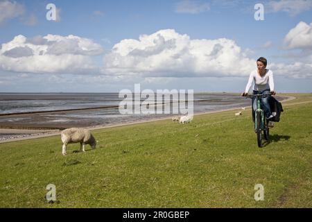 Radfahrerin auf einem Deich, Beltringharder Koog, Luettmoorsiel, Nordstrand, Schleswig-Holstein, Deutschland Stockfoto