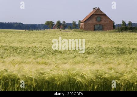 Scheune neben Gerstenfeld, in der Nähe von Hannover, Niedersachsen, Deutschland Stockfoto