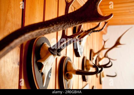 Geweih und Hörner von Hirschen an einer Holzmauer, Schweiz. Stockfoto