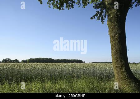 Gerstenfeld in der Nähe von Hannover, Niedersachsen, Deutschland Stockfoto