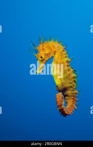 Longsnouted Seepferdchen, Hippocampus Ramulosus, Tamariu, Costa Brava, Mittelmeer, Spanien Stockfoto