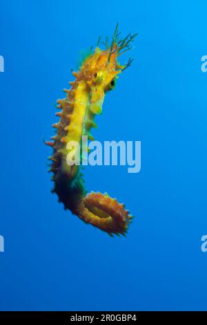 Longsnouted Seepferdchen, Hippocampus Ramulosus, Tamariu, Costa Brava, Mittelmeer, Spanien Stockfoto