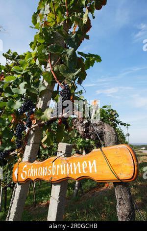 Wegweiser mit dem Hinweis auf einen Schnaps-Brunnen, Sasbachwalden, Baden-Württemberg, Deutschland Stockfoto