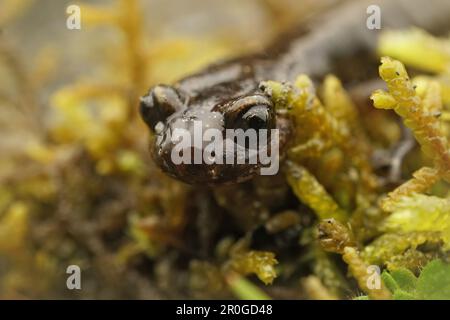 Natürliche, tiefwinklige frontale Nahaufnahme auf einem Dunn's Salamander, Plethodon dunni, auf dem Boden Stockfoto