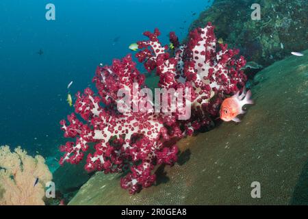 Rote weiche Koralle, Dendronephthya SP., Raja Ampat, West Papua, Indonesien Stockfoto