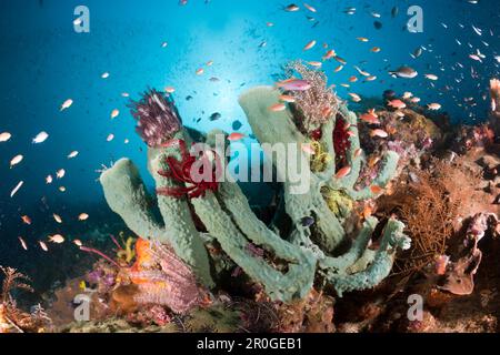 Bunte Welle, Raja Ampat, West Papua, Indonesien Stockfoto