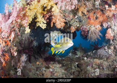 Gelb-Band Süßlippen zwischen Weichkorallen, Plectorhinchus Polytaenia, Raja Ampat, West Papua, Indonesien Stockfoto