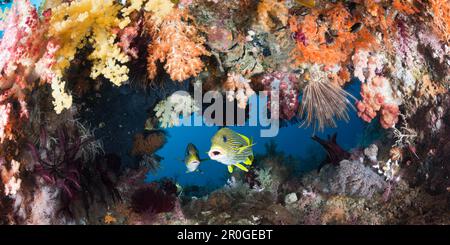 Gelb-Band Süßlippen zwischen Weichkorallen, Plectorhinchus Polytaenia, Raja Ampat, West Papua, Indonesien Stockfoto