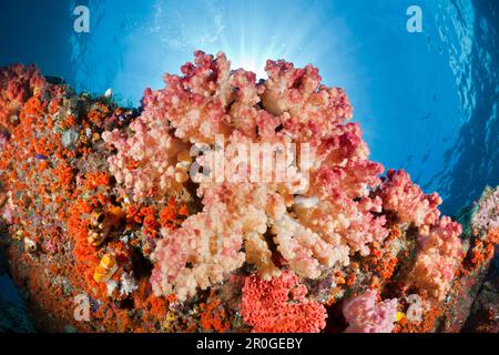 Weichkorallen, Dendronephthya SP., Raja Ampat, West Papua, Indonesien Stockfoto