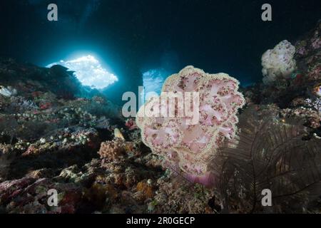 Weichkorallen in Grotte Dendronephthya Mucronata, Raja Ampat, West Papua, Indonesien Stockfoto