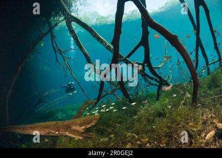 Taucher im Auto waschen Cenote Aktun Ha, Tulum, Halbinsel Yucatan, Mexiko Stockfoto