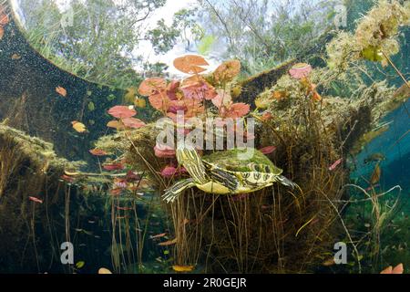 Mesoamerikanischen Slider Schildkröte im Cenote, ist Scripta Venusta, Tulum, Halbinsel Yucatan, Mexiko Stockfoto