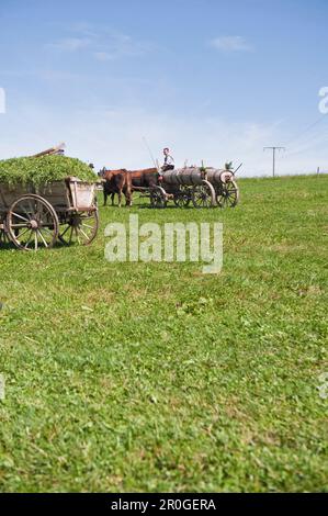 Bull Rennen, Haunshofen, Wielenbach, Oberbayern, Deutschland Stockfoto