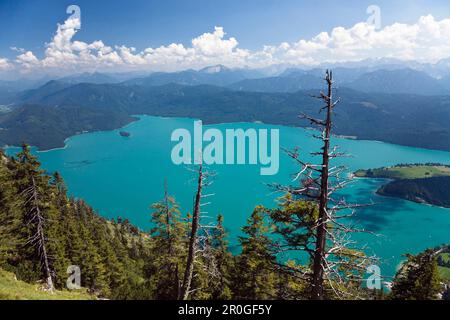 Blick vom Herzogstand auf den Walchensee, Oberbayern Stockfoto