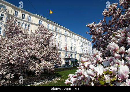 Blühende Magnolien, Hotel Bristol im Hintergrund, Salzburg, Bundesstaat Salzburg, Österreich Stockfoto