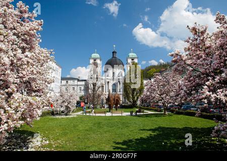 Heilige Dreifaltigkeitskirche und blühende Magnolien, Altstadt, Salzburg, Österreich Stockfoto