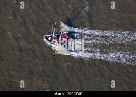 Schrotflinte, die an der Mündung der Elbe vorbeizieht, Niedersachsen, Deutschland Stockfoto