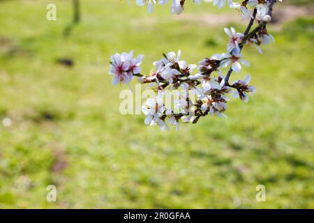 Ein blühender Apfelbaum im Frühling. Weiße Apfelblumen auf einem Ast mit grünem Laub. Stockfoto