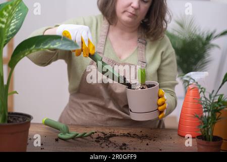 Frühjahrspflege, Repotting-Hyazinthen-Bulbus. Eine Frau in Handschuhen und Schürze transplantiert Stockfoto