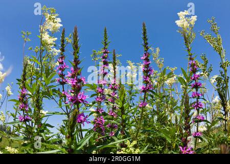 Blühende Wiese mit violettem Lockestrife, Lythrum salicaria und Widesüß, filipendula ulmaria, Deutschland Stockfoto