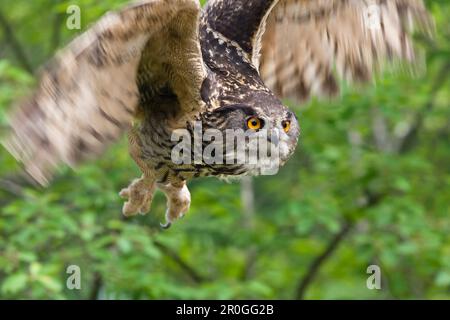 Eagle Owl im Flug, Bubo Bubo, Gefangener, Deutschland Stockfoto