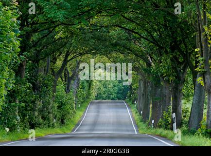 Avenue, Glowe, Rügen, Mecklenburg-Vorpommern, Deutschland Stockfoto