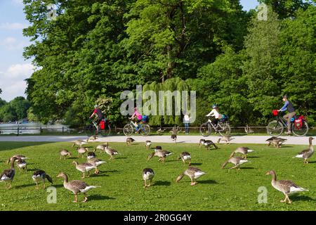 Isar Radweg entlang des Kleinhesseloher Sees, Greylag Geese im Vordergrund, Englischer Garten, München, Bayern, Deutschland Stockfoto