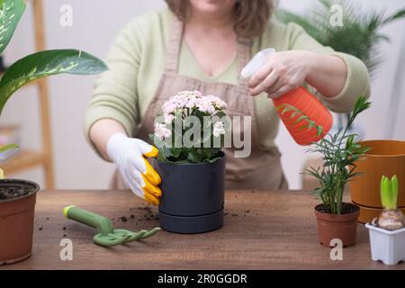 Eine Frau pflegt ihre Hauspflanzen, besprüht sie mit reinem Wasser aus einer Flasche. Stockfoto