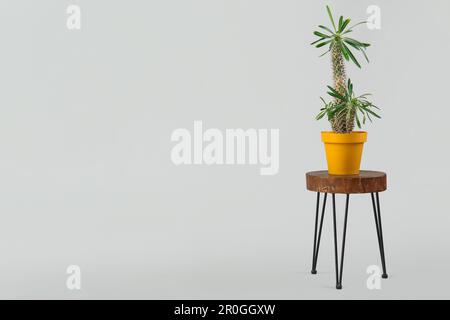 Hocker mit groem Kaktus im Topf auf pinkfarbenem Hintergrund  Stockfotografie - Alamy
