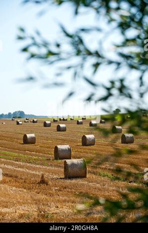 Runde Heuballen auf einem frisch geschnittenen Feld, Insel Rügen, Mecklenburg-Vorpommern, Deutschland Stockfoto